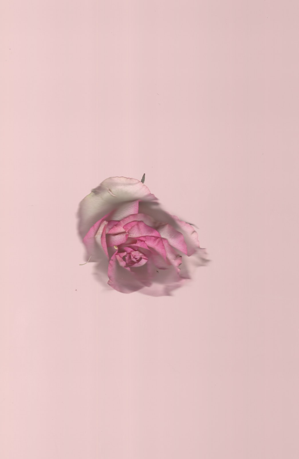 Archival horizontal floral scanography print — wedding keepsake