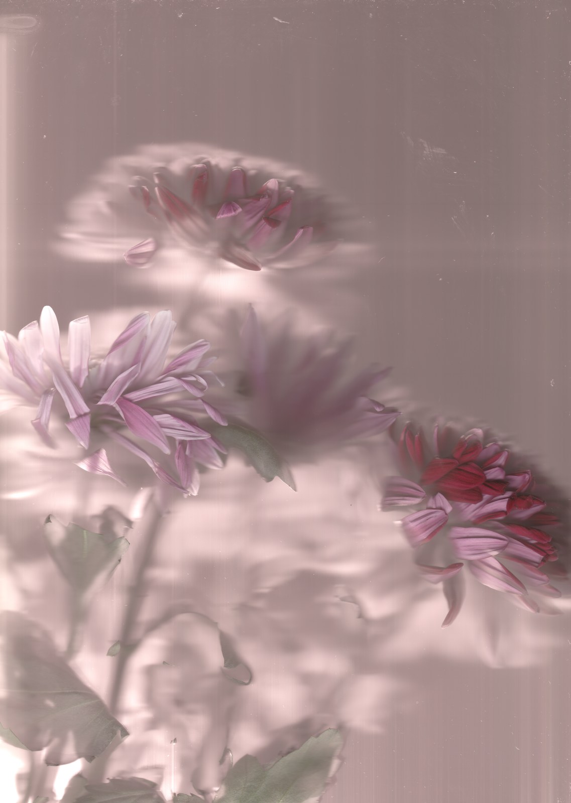 Pink chrysanthemums — bouquet preservation scanography art