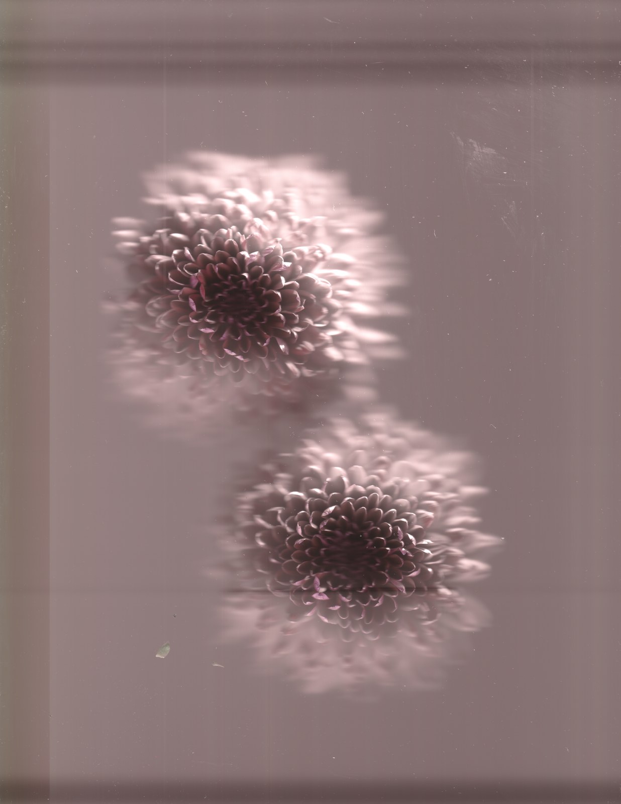 White chrysanthemum arrangement — bouquet preservation scanography print