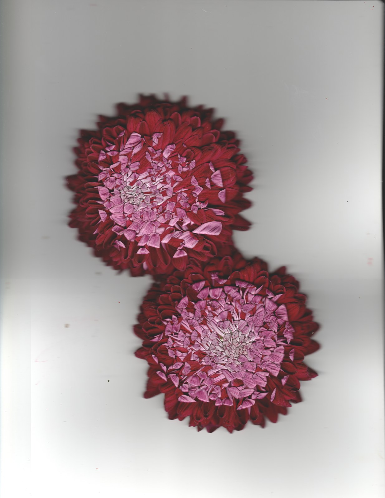 Mauve chrysanthemum bouquet preservation scanography print