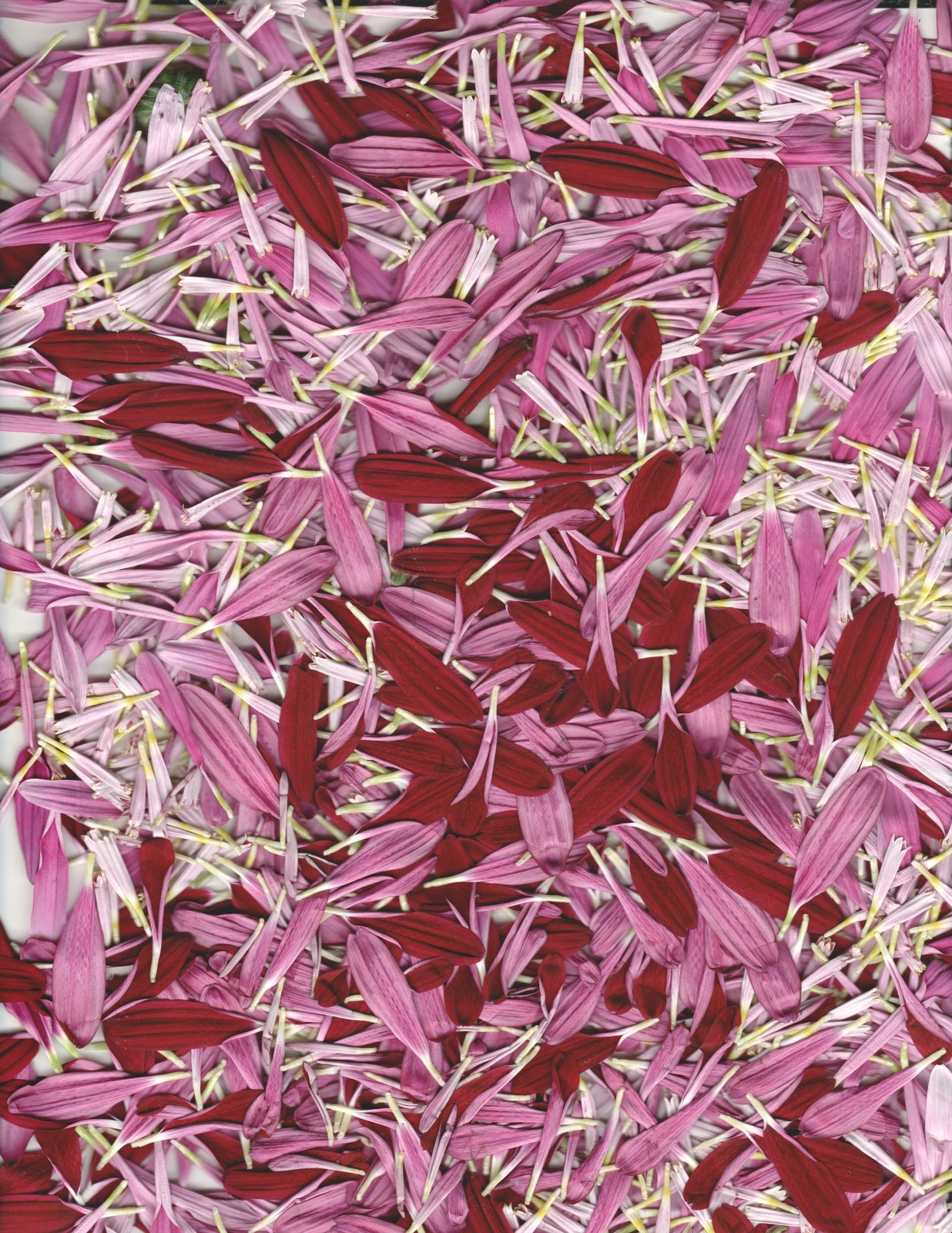 Botanical flower portrait — archival giclée scanography print