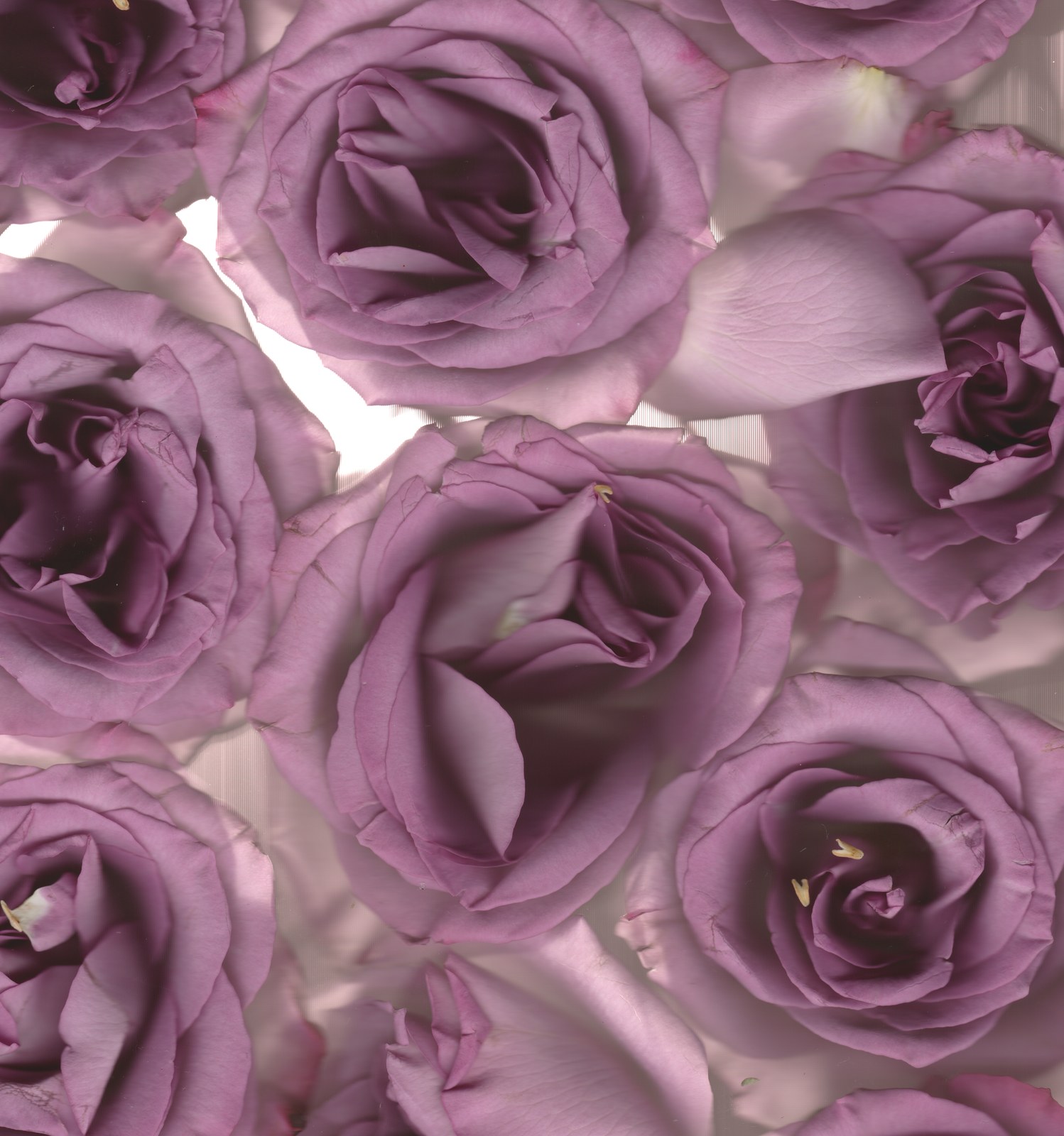 Deep purple roses — wedding bouquet preservation scanography print