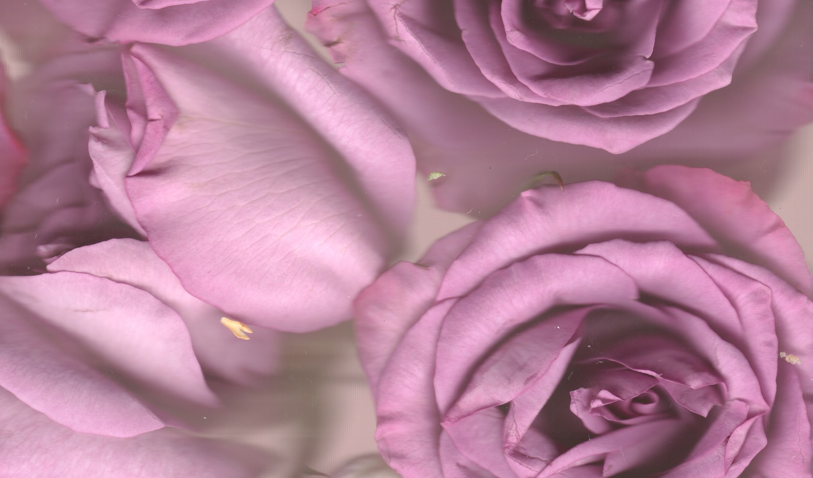 Pink roses close-up — bridal bouquet preservation fine art scanography