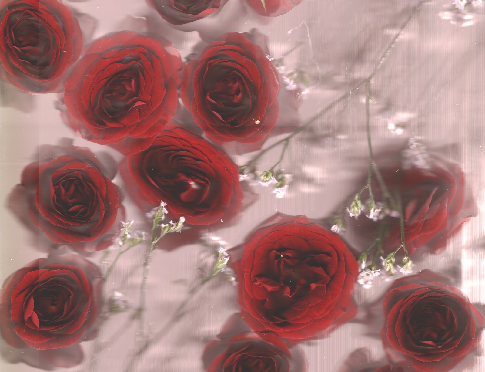 Red roses with baby's breath — wedding bouquet preservation scanography print