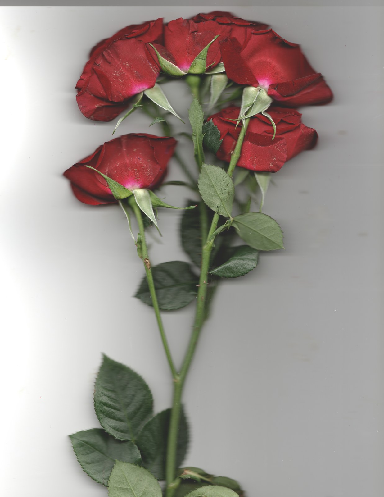Botanical flower portrait — bridal bouquet preservation scanography print