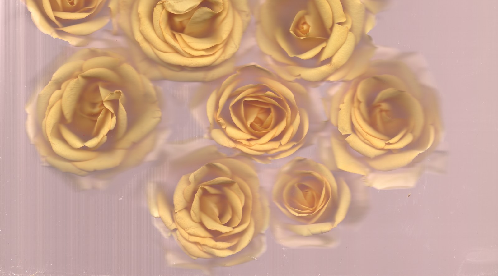 Wedding flower portrait scanography — archival fine art preservation print