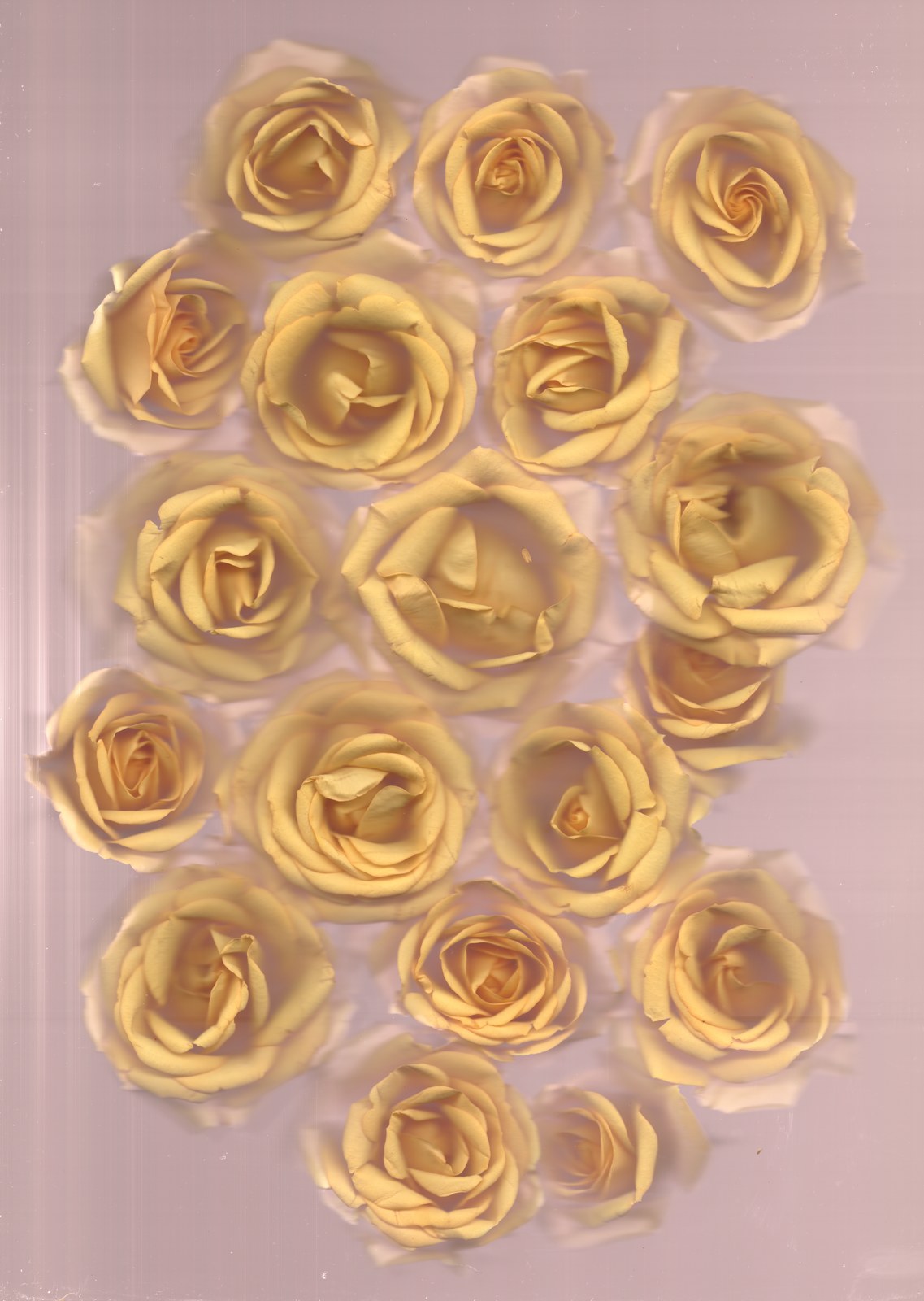 Cream rose grid — bridal bouquet preservation scanography