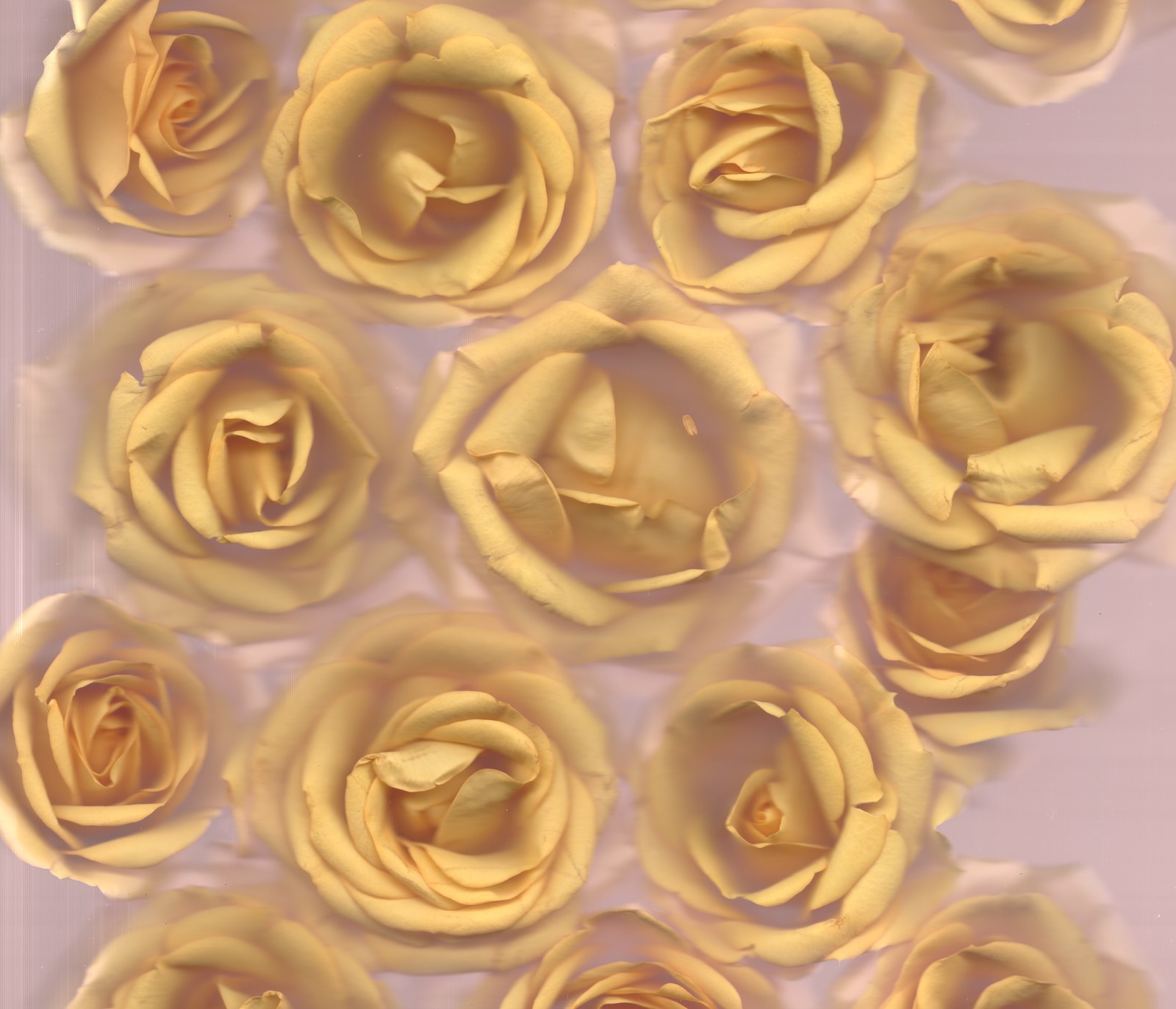 Archival wedding flower scanography print — bouquet preservation art