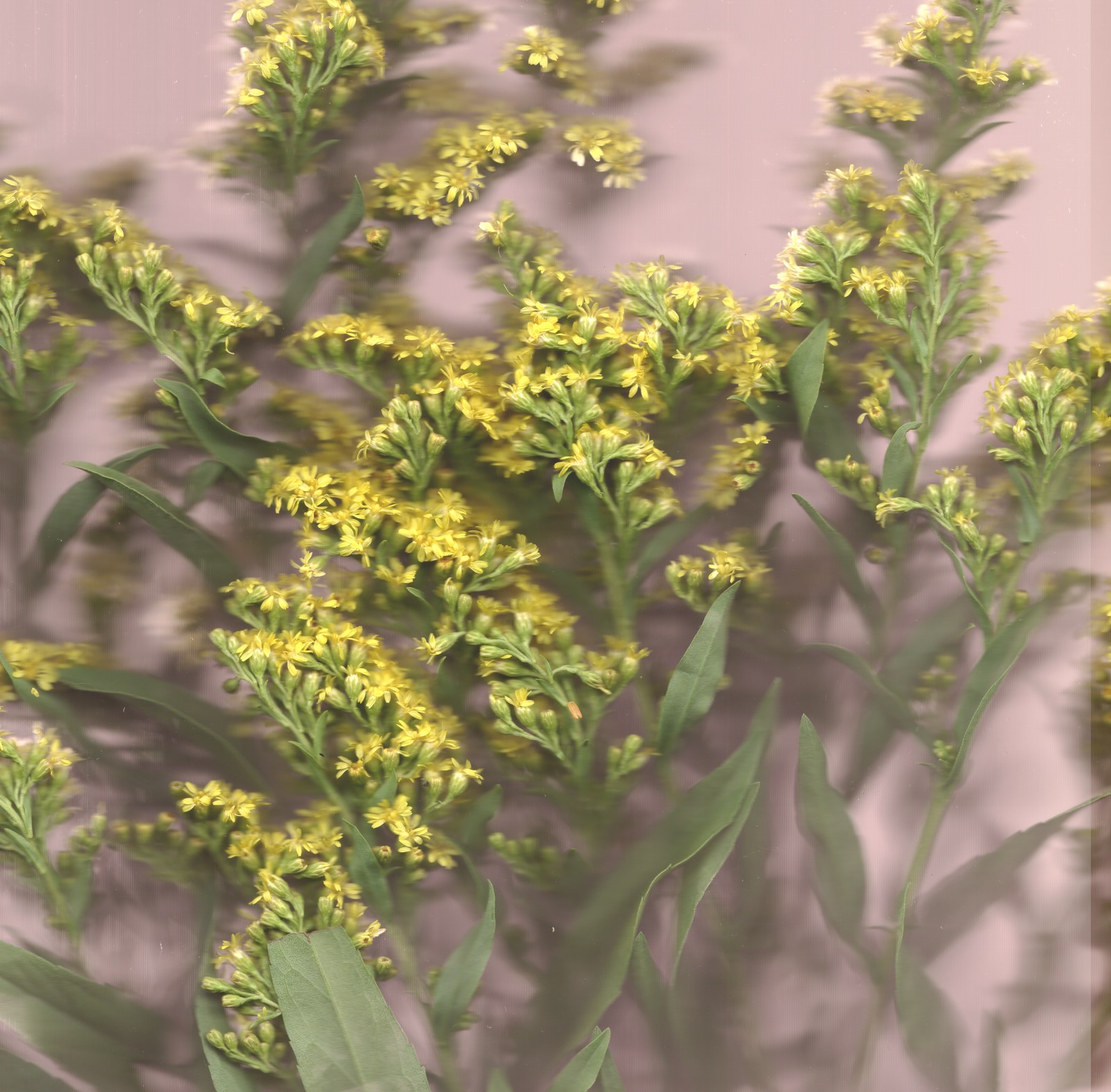 Botanical flower detail — wedding bouquet preservation art print