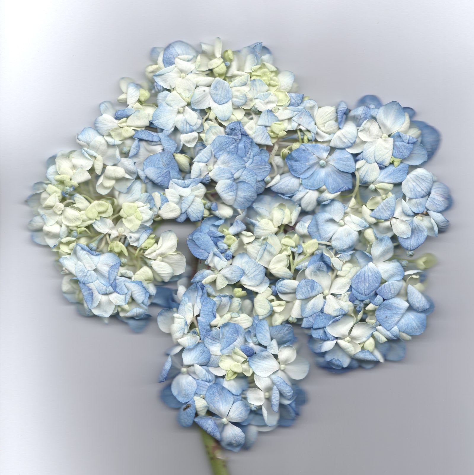 Blue hydrangea — wedding flower preservation archival print