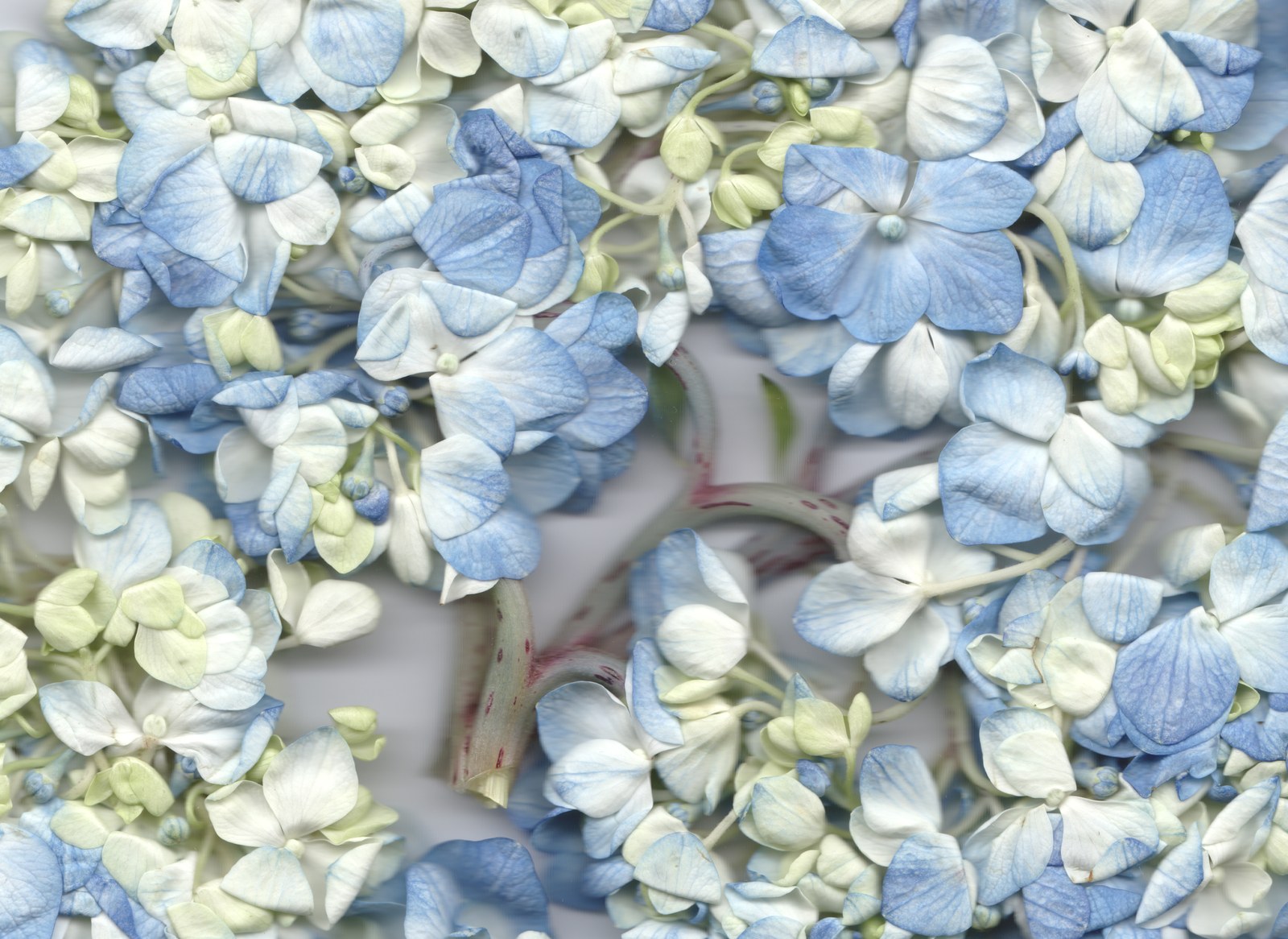 Botanical flower portrait — wedding bouquet preservation scanography