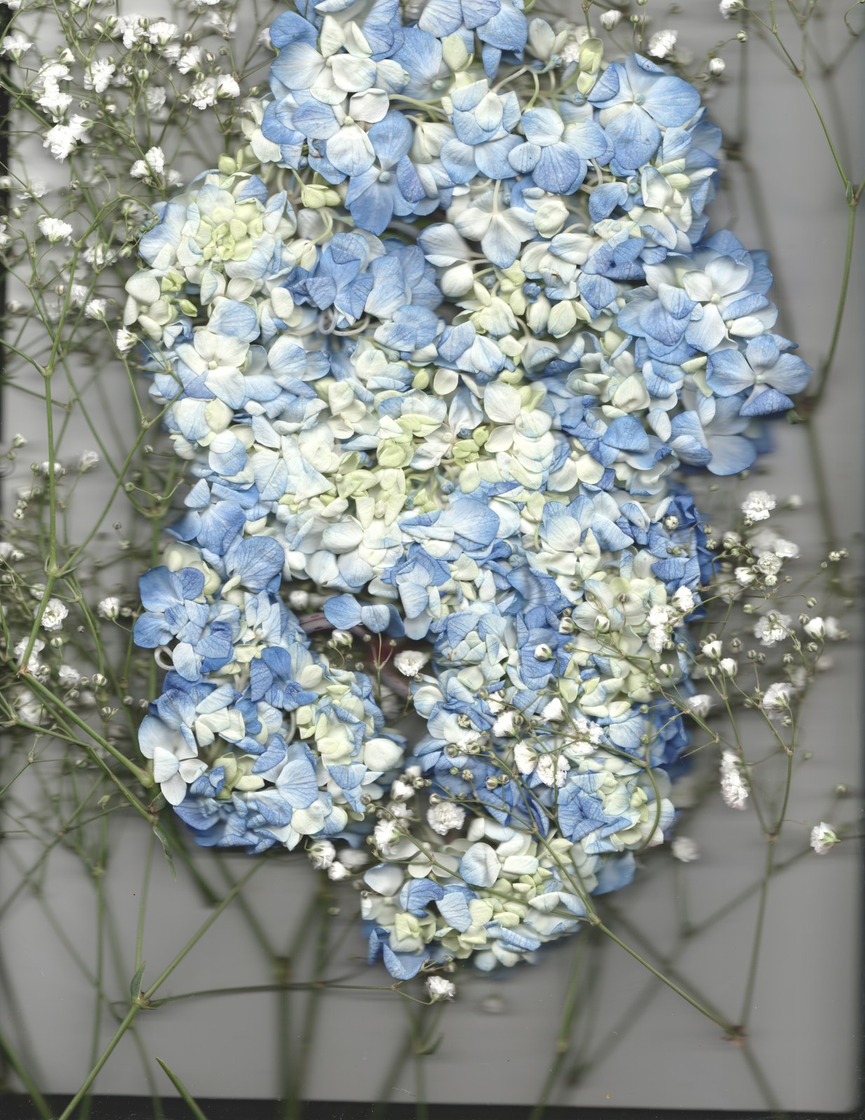 Archival botanical flower portrait — wedding preservation scanography print