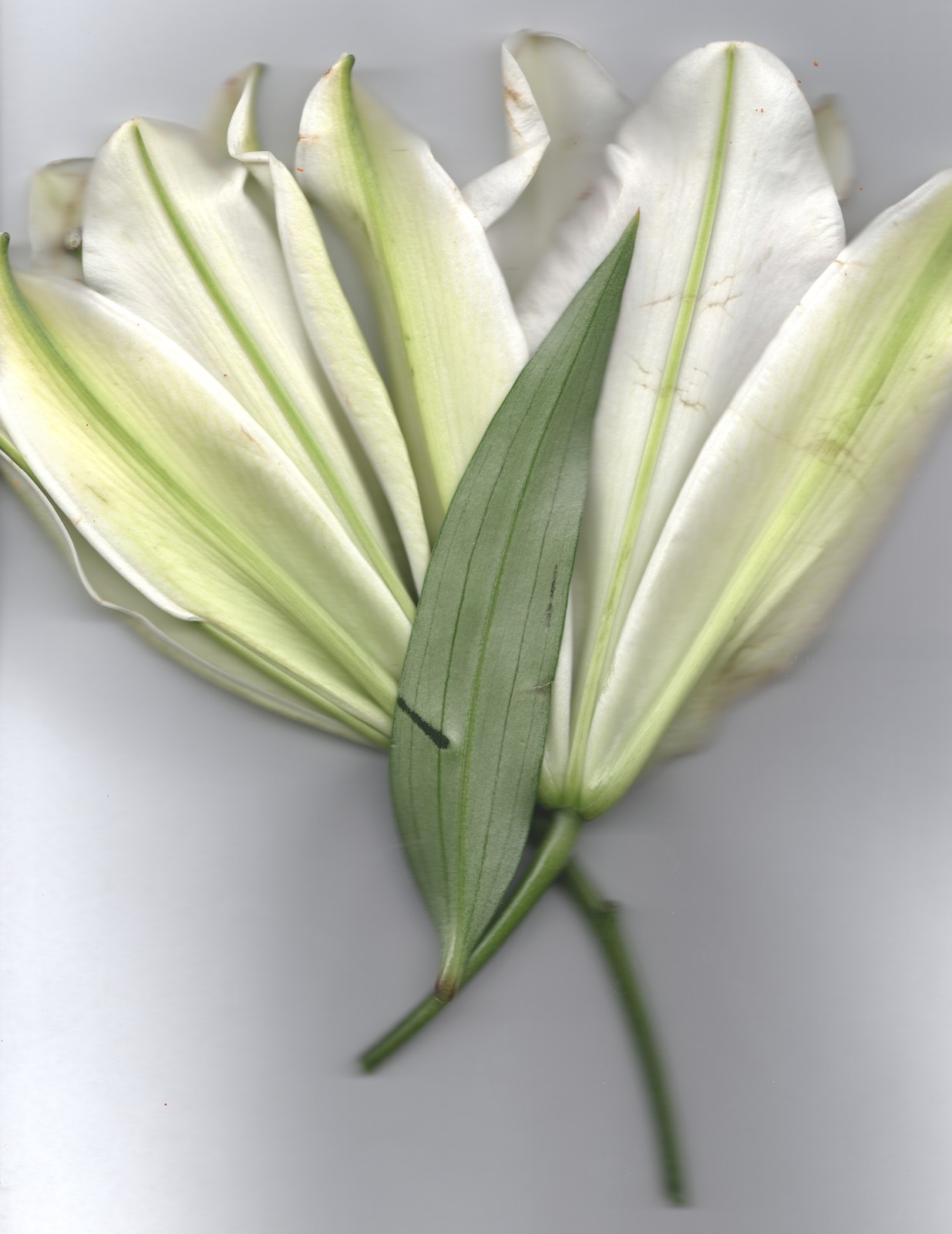 Landscape floral arrangement — wedding bouquet preservation scanography print