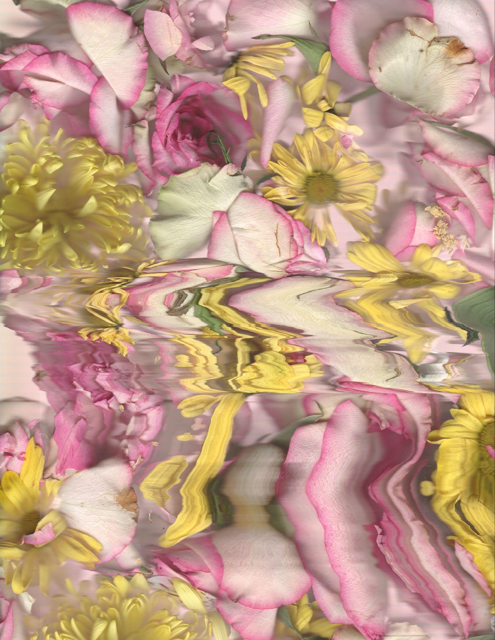 Pink and yellow petals with glitch reflection