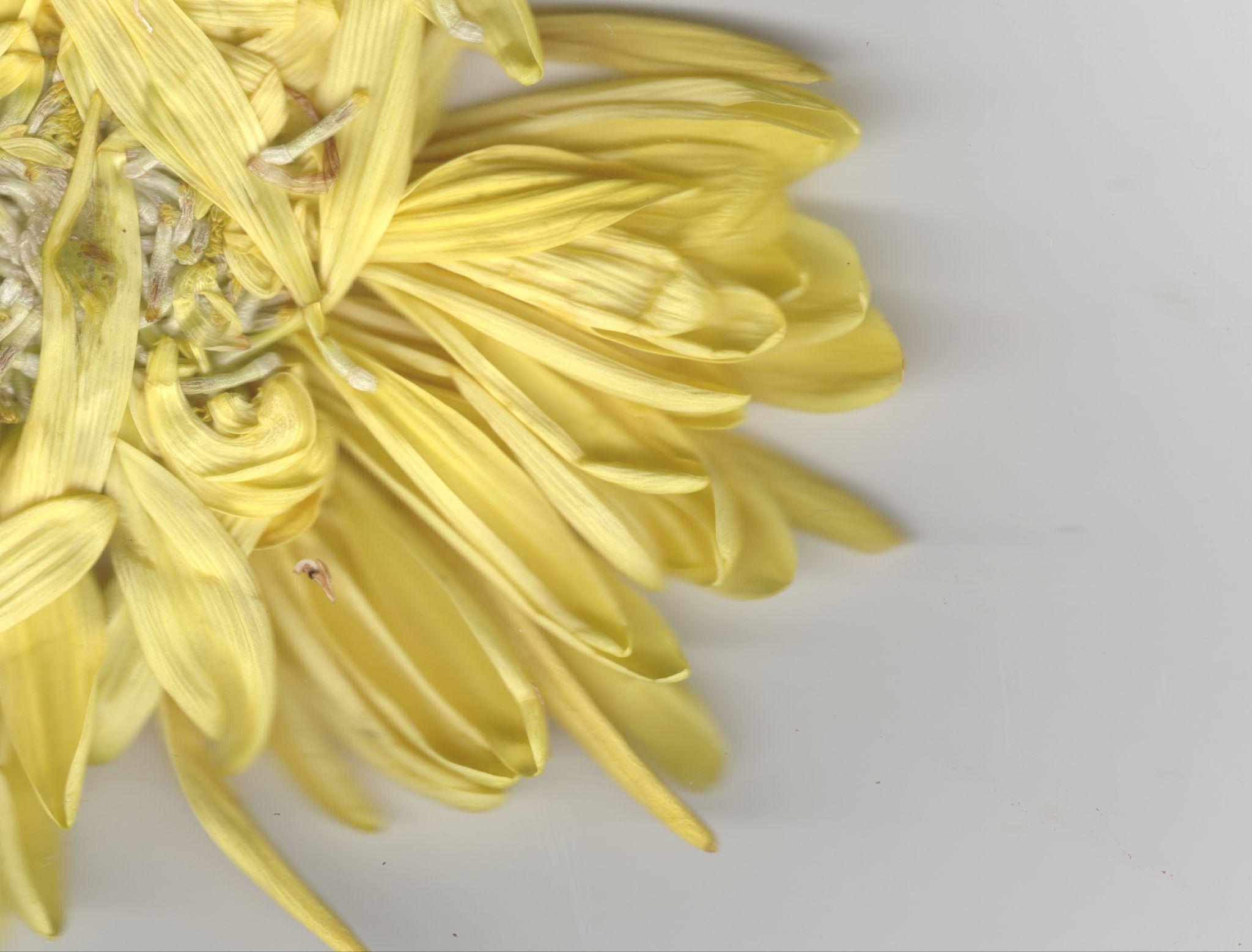 Yellow chrysanthemum petals close-up on grey