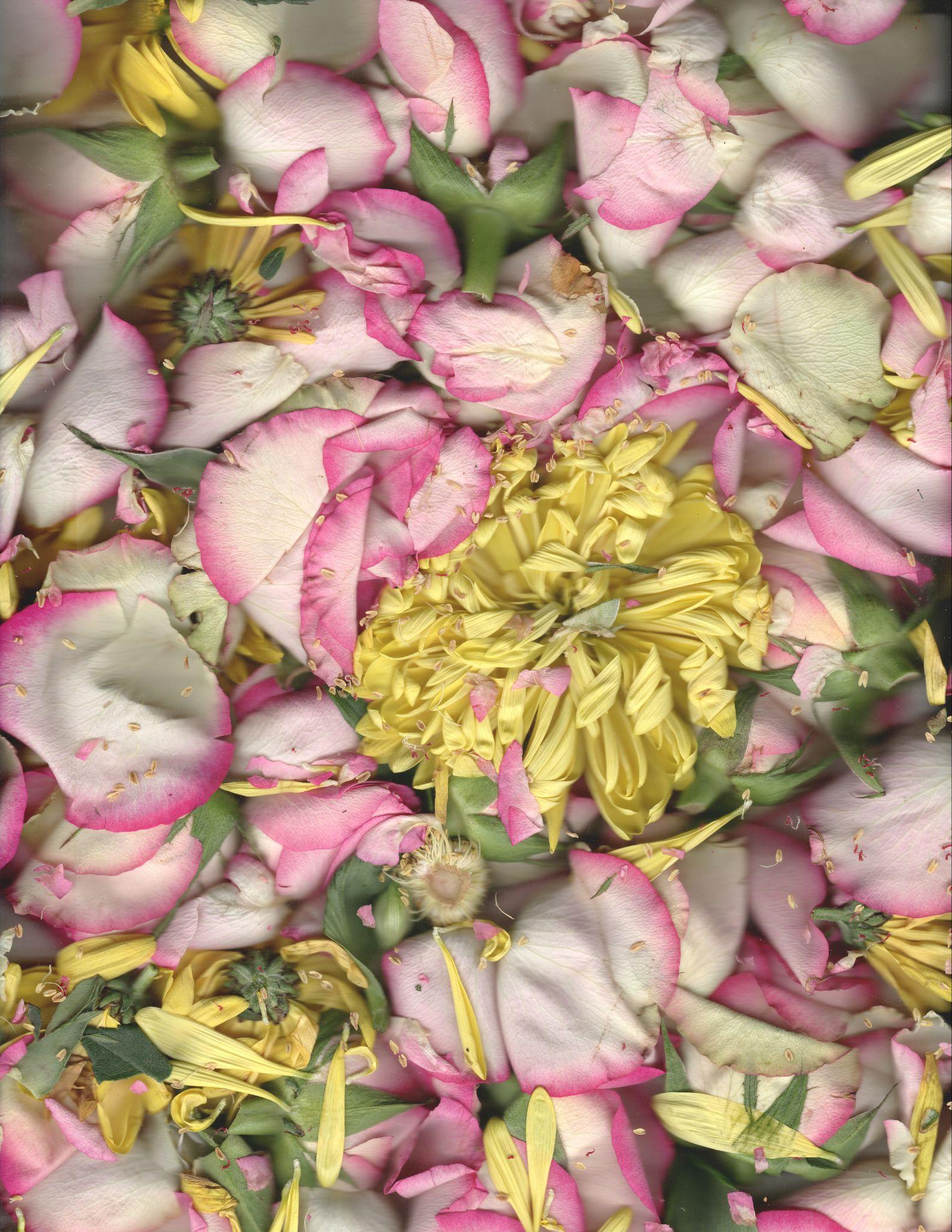 Full-frame rose petals with centered yellow chrysanthemum