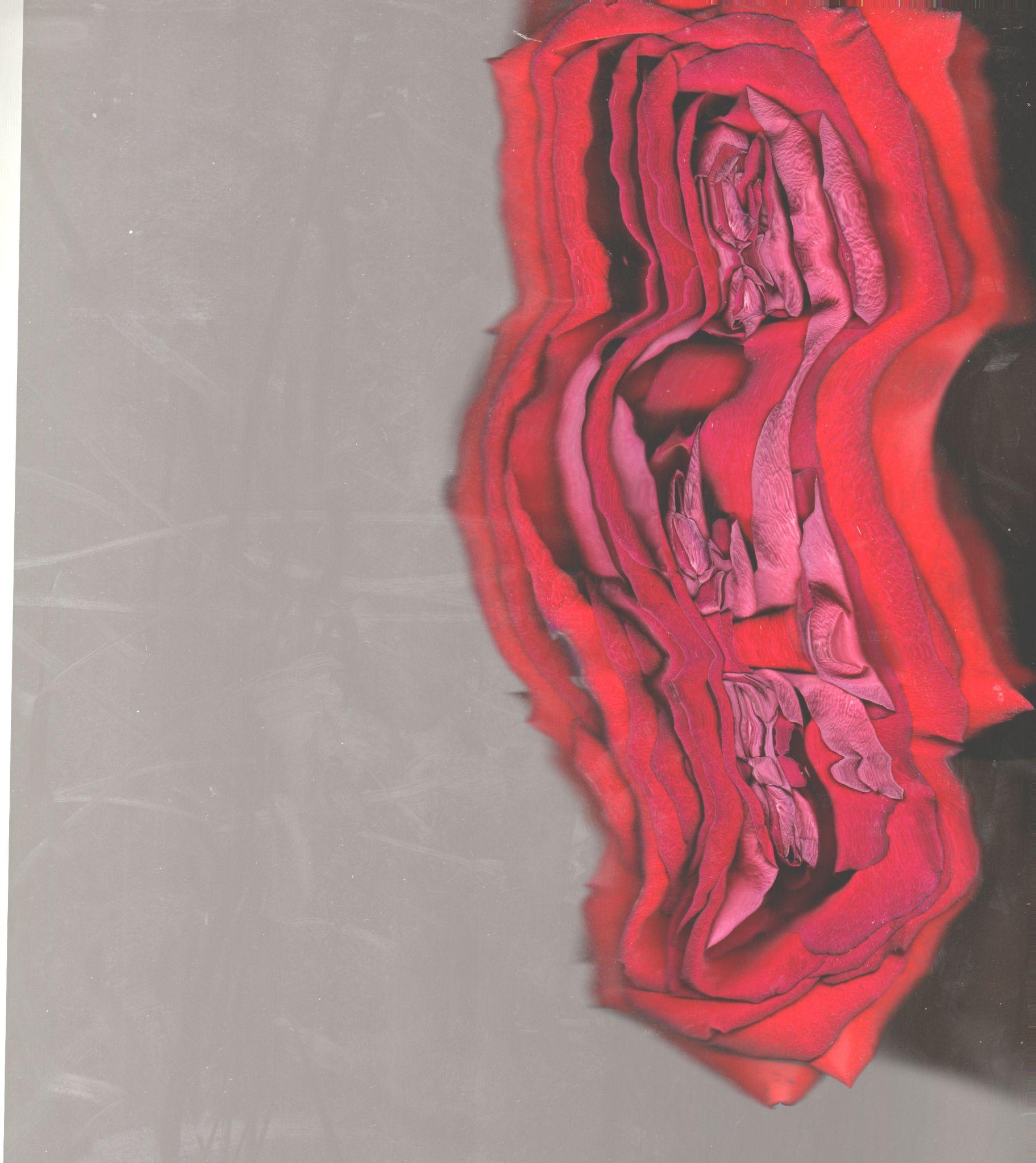 Red rose with glitch reflection on grey