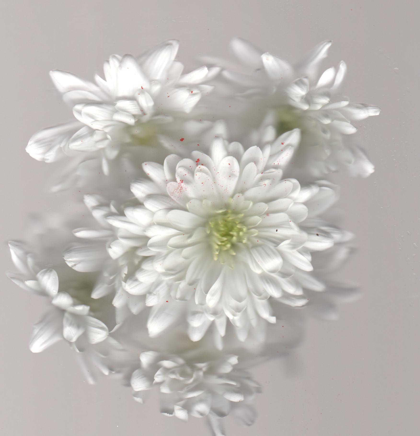 White and red chrysanthemums together