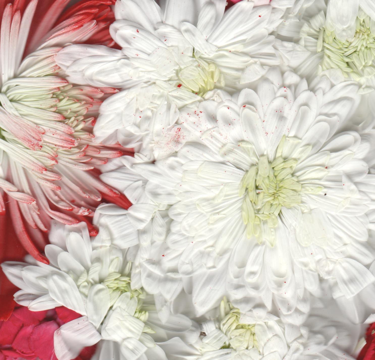White daisies and red foliage on grey