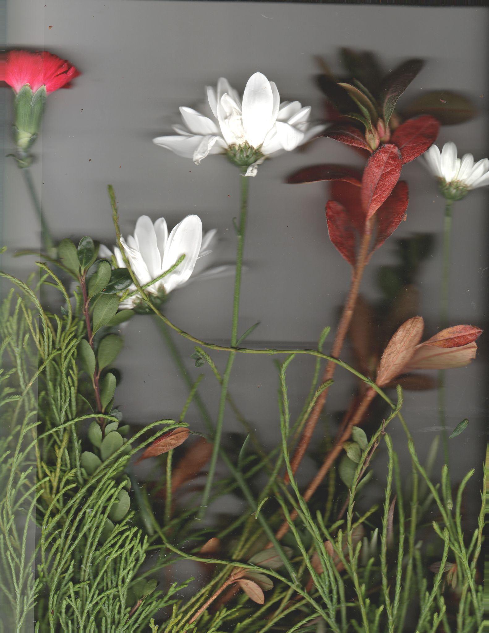 Single red rose bud with glitch ghost on white