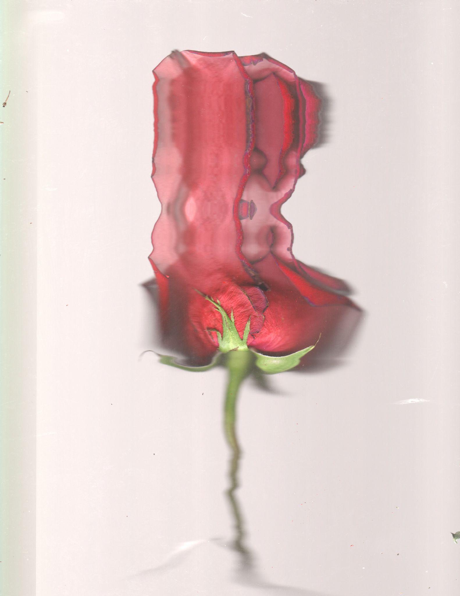 Framed pink rose on white linen — small format