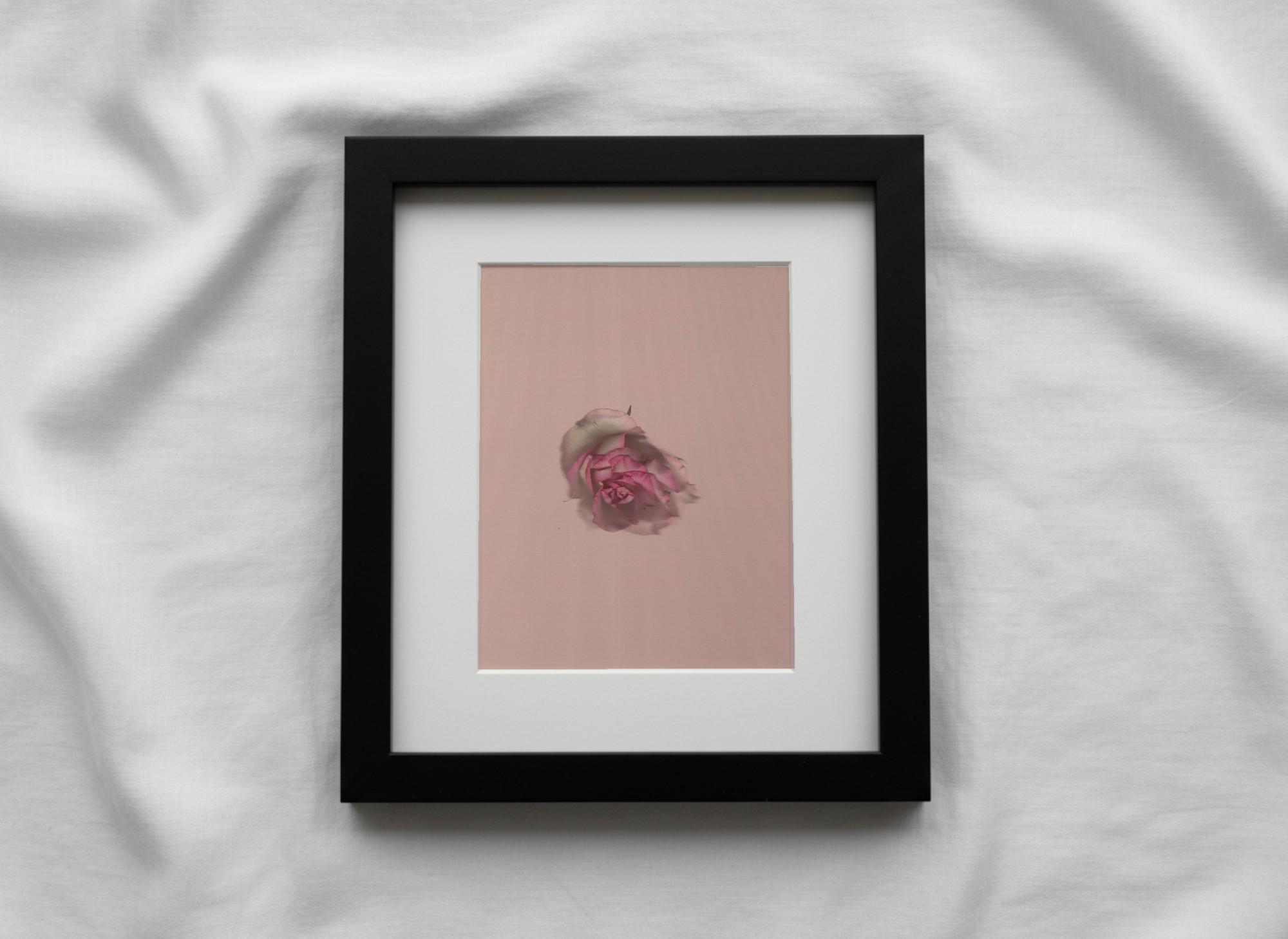 Pink roses clustered on blush ground